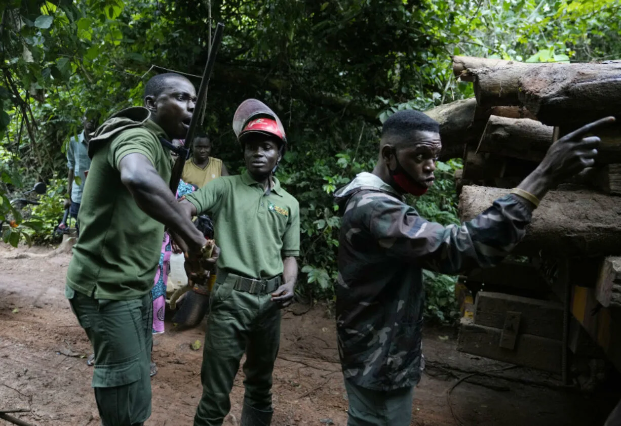 Logging is growing in a Nigerian forest home to endangered elephants ...